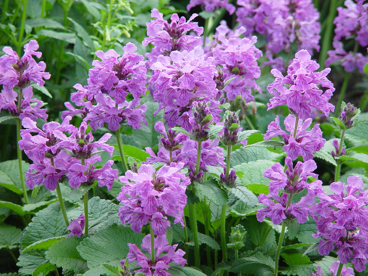 Stachys grandiflora 'Superba'